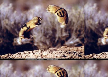 Kung-Fu Gophers (real picture not photoshop)