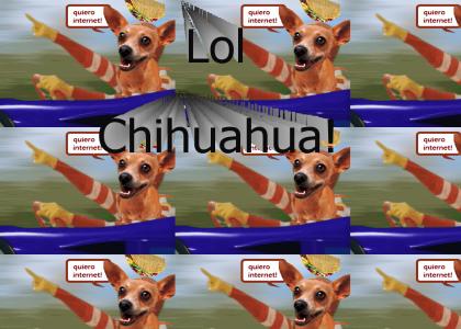Lol Chihuahua