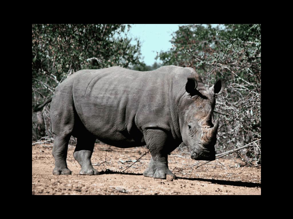 rhinorhino