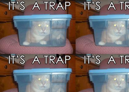 it's a (kitty) trap!