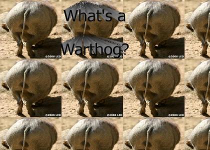 What's a war thog?