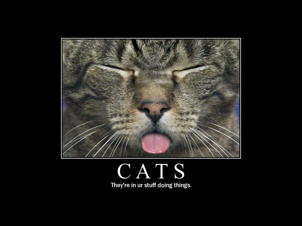 catsstuffposter