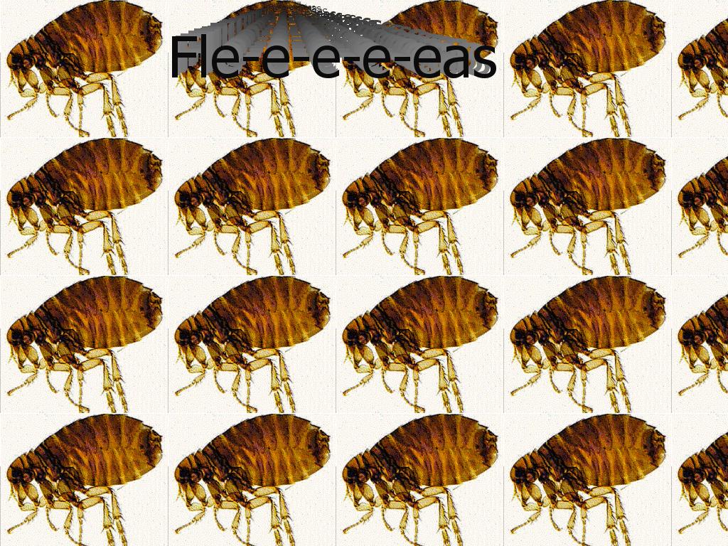 fleas