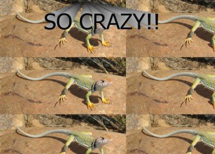 Crazier Than A Road Lizard: Volume 2