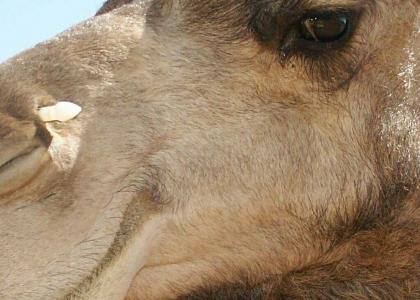 Camel Stares into your Soul