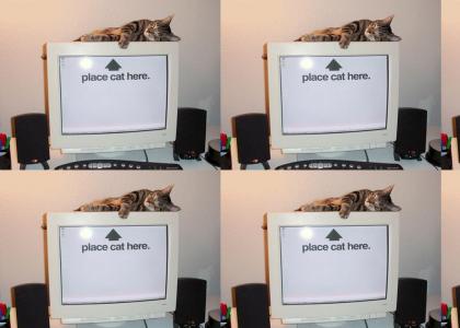 Place Cat Here