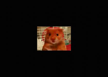 Harry The Hampster