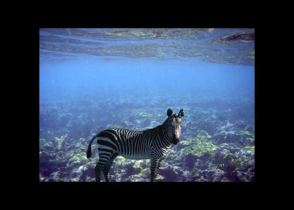 Aquatic Zebra