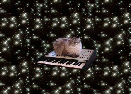 catonakeyboardinspace 3D