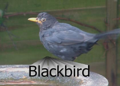 Blackbird