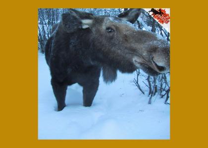 Bardakian Pronghorn Moose!