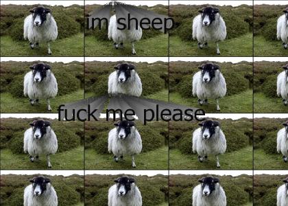 sheep likes you