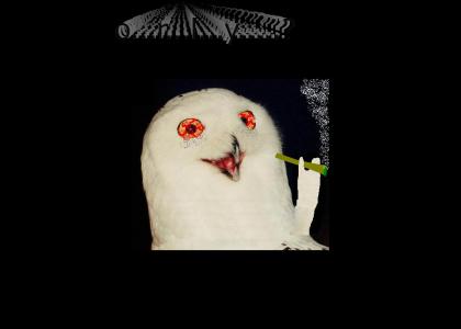 The Orly Owl Is Stoned