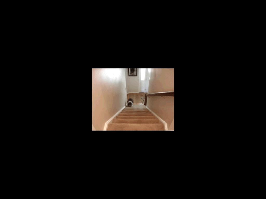 dogstairs