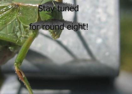 Bug of the Year Awards! Round seven winner: Ah, so, grasshopper!