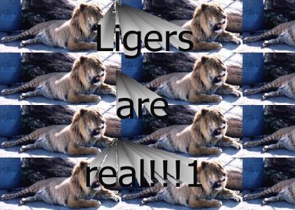 Ligers are real rofl