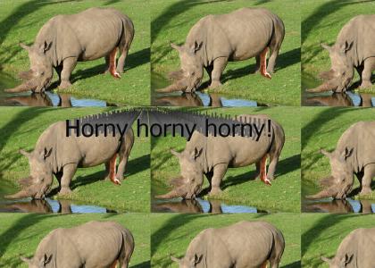 A Sexually Aroused Rhinoceros