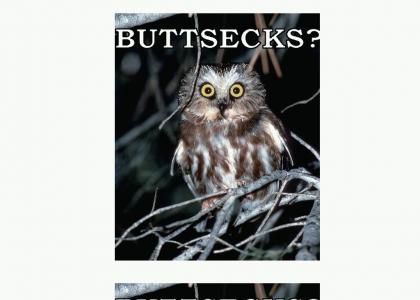 Buttsecks? NO BUTTSECKS