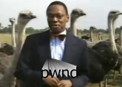 Ostrich Hates Nggrs