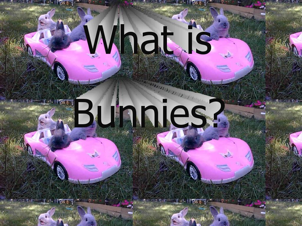 whatisbunnies