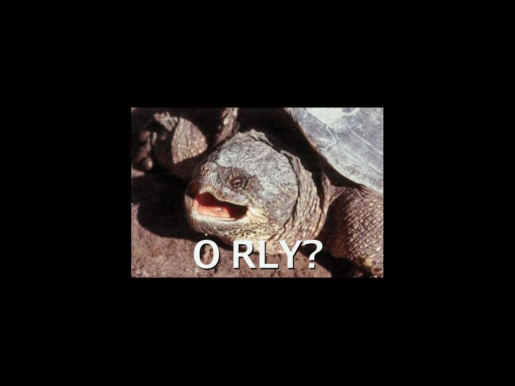 orlyturtle