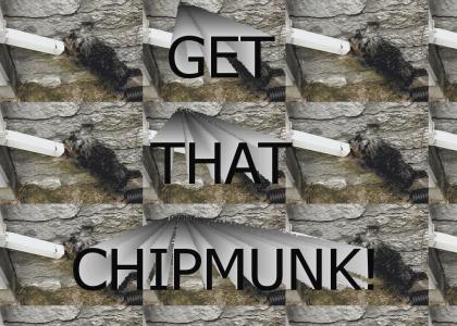 Get that chipmunk!
