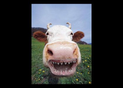 Carnivorous Cow Stares into your Soul