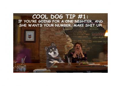 cool dog tip # 1