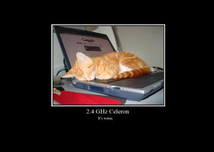 Cat asleep on a laptop.