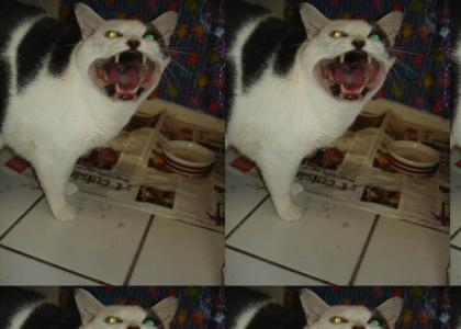 Cat belts out a Face Melter