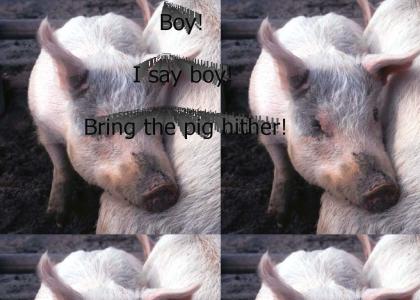 Bring the pig hither!