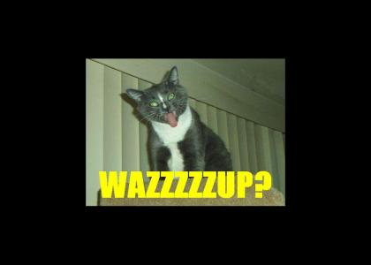 Wazzup Cat