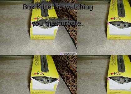 Box Kitten...