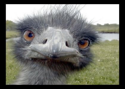 Emu stares into your camera