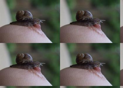 nipple & snail