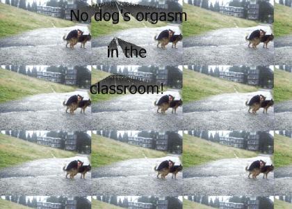 No dog's orgasm