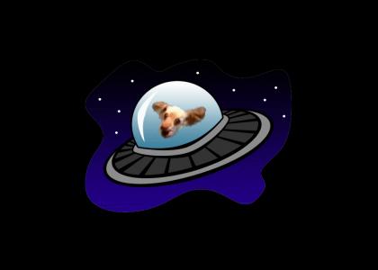 Dog UFO!