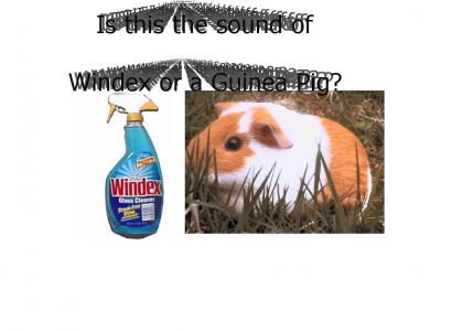 Guinea Pig or Windex