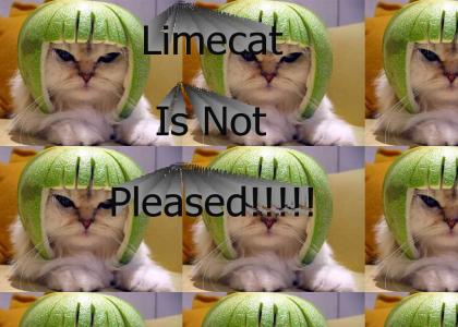 limecat is not pleased
