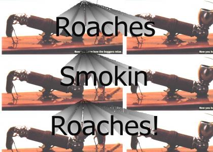 I No Longer Hate Roaches