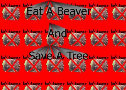 No Beavers