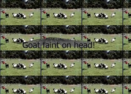 Goat faint on head
