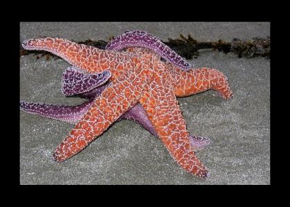 lol, starfish
