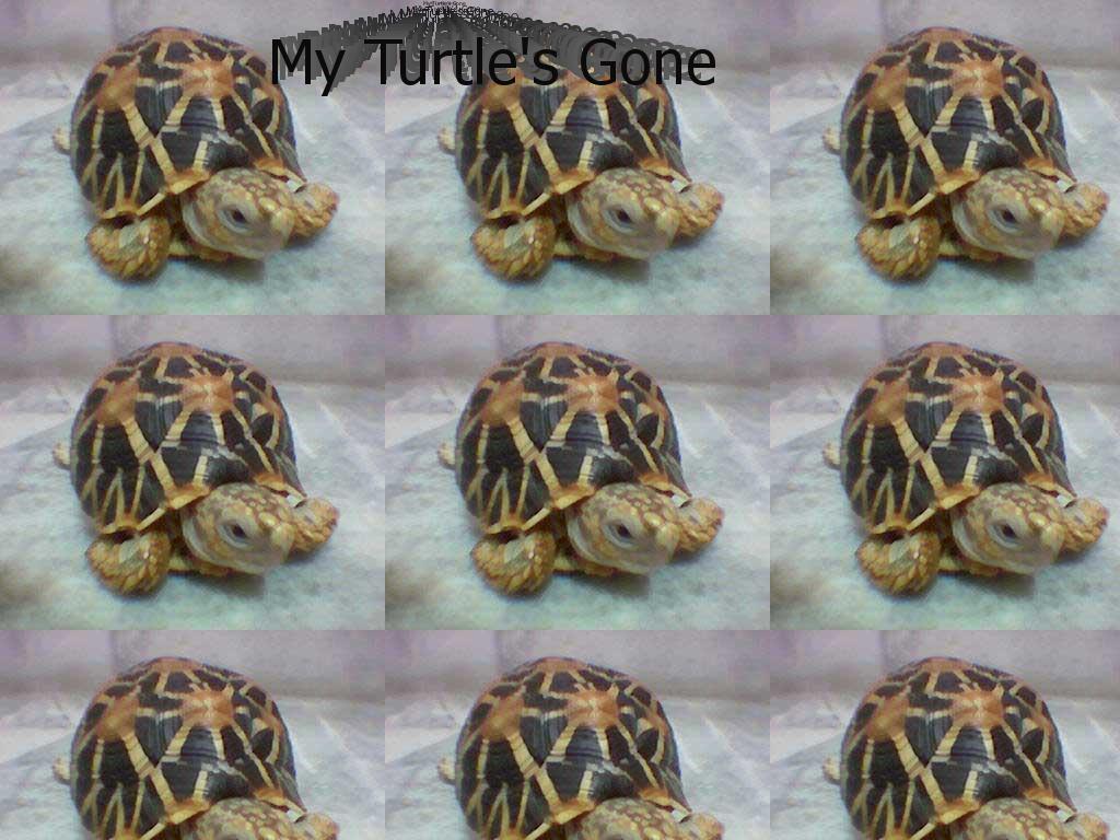 turtlesgone