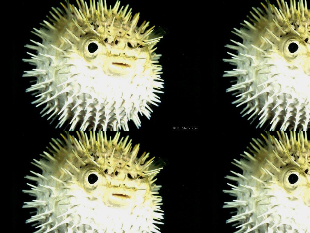 pufferfish2