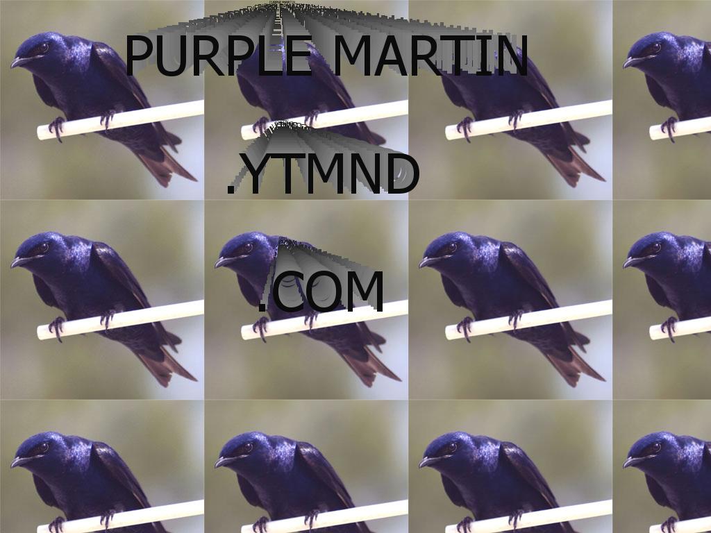 purplemartin