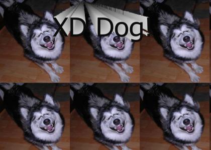 omg the XD dog has arrived!