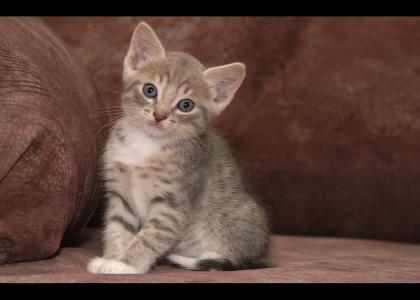 Kitten not only stares into your soul, but questions your very existence.