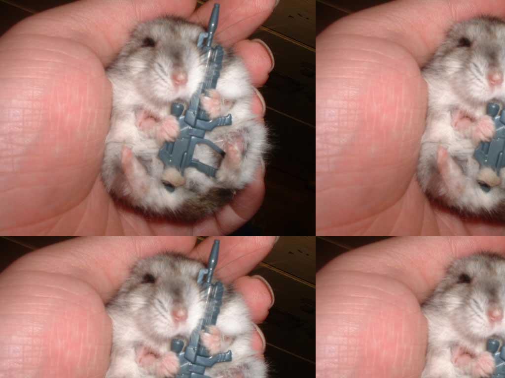 hamstersayshello