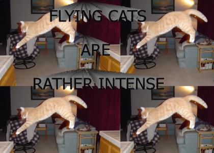 FLYING CATS ARE RATHER INTENSE